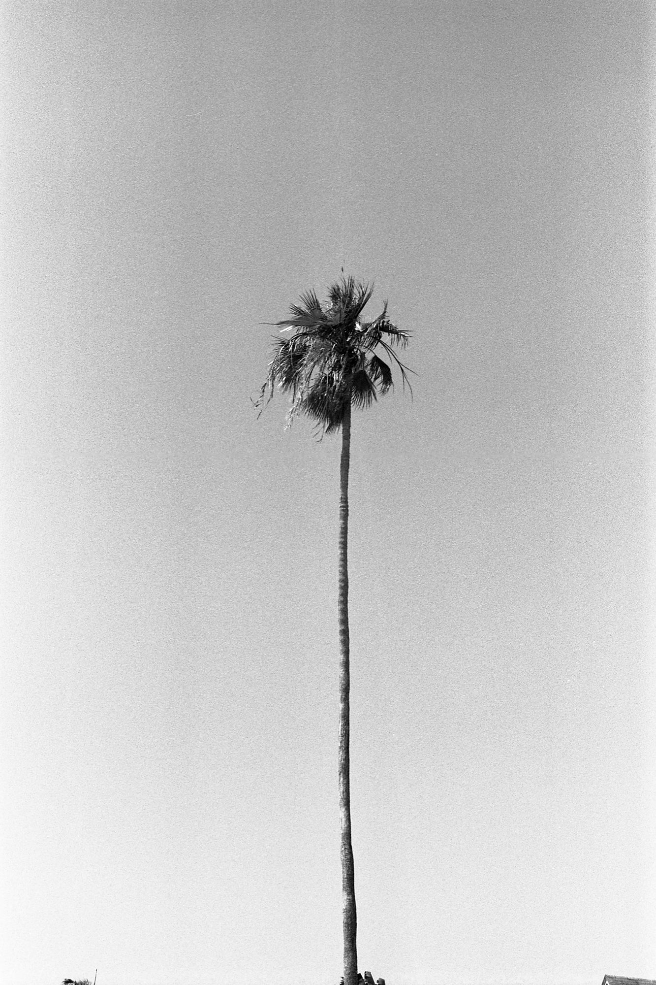 Stefano Lemon - Little Havana